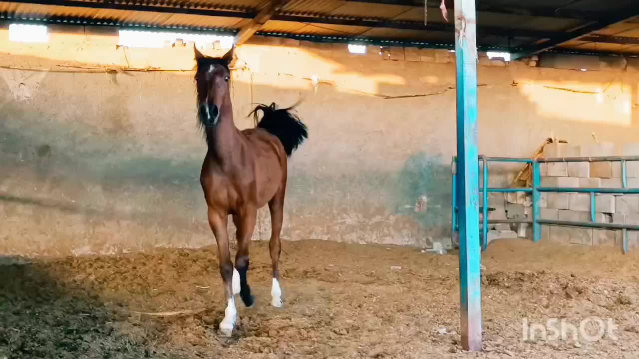 کره مادیون درشور چاپاری|حیوانات مزرعه|شیراز, تاچارا|دیوار