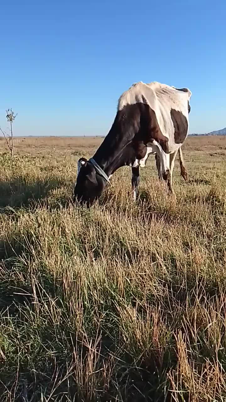 گاو هلشتیان|حیوانات مزرعه|انزل, |دیوار