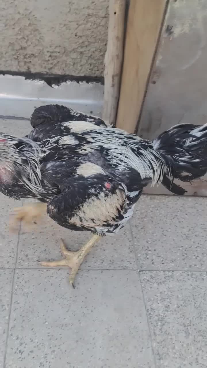 خروس لاری دوساله سالم فقط یکی از پاهاش میخچه داره|حیوانات مزرعه|شهریار, اسدآباد|دیوار