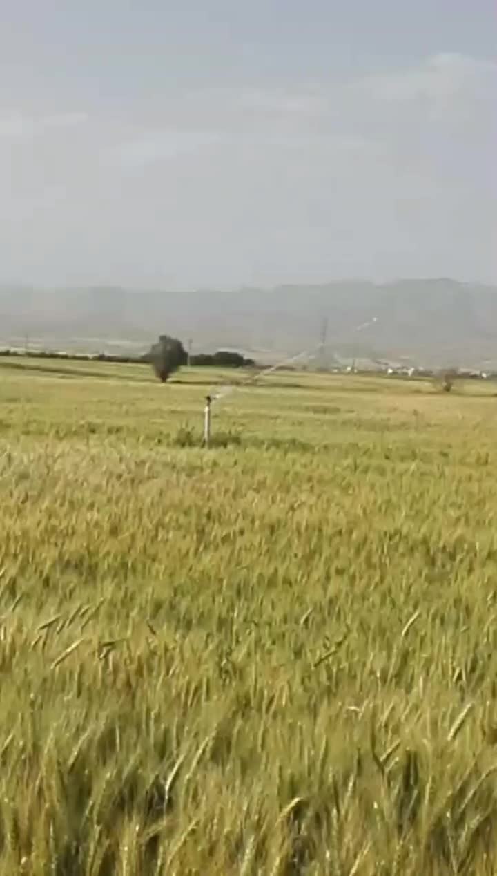 زمین کشاورزی روستای ورمهنگ خریدار واقعی لطفا pv|فروش دفتر صنعتی، کشاورزی، تجاری|کامیاران, |دیوار