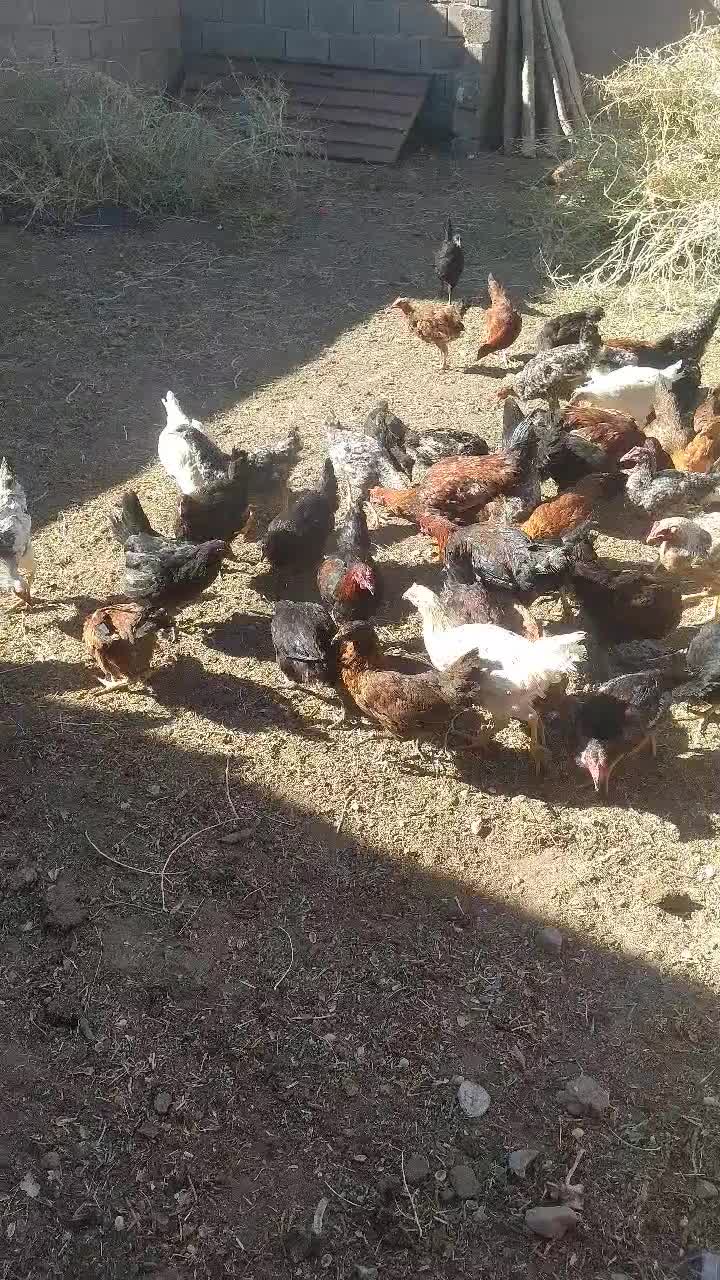 تخچه مرغ و خروس|حیوانات مزرعه|نیشابور, ابراهیمی|دیوار