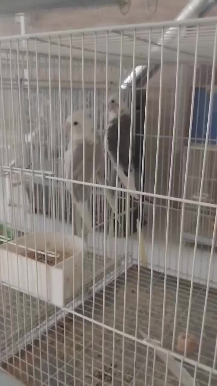 عروس هلندی مولد|پرنده|مشهد, آزادشهر|دیوار