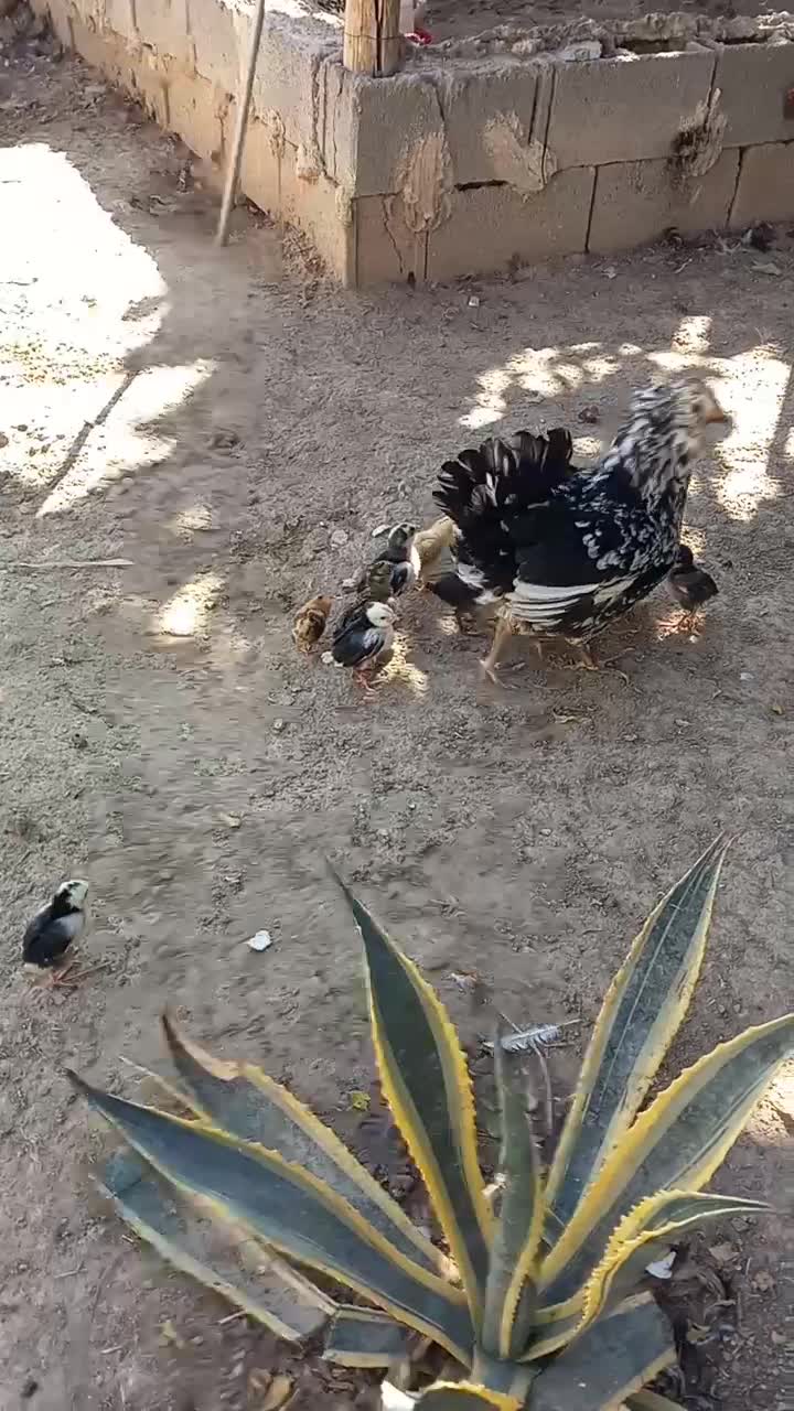 مرغ خروس جوجه گلین اردک روسی|حیوانات مزرعه|شیراز, گویم|دیوار