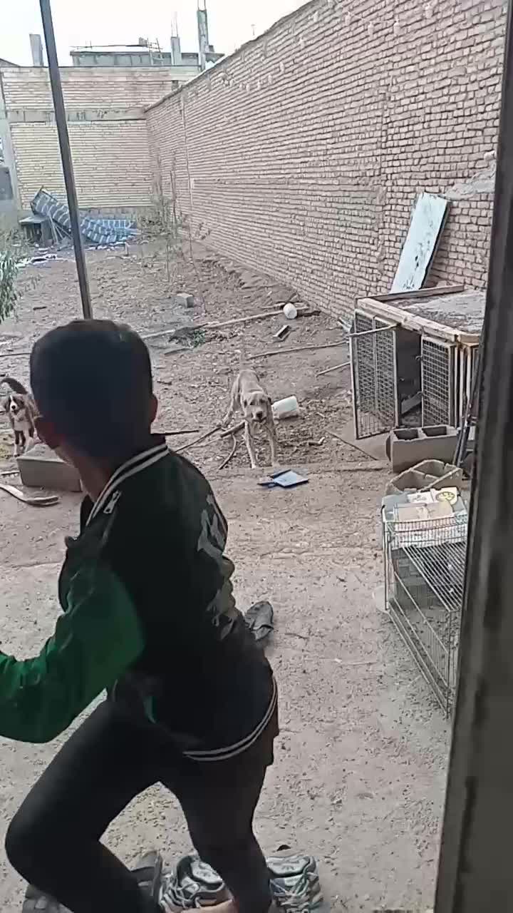 سگ افغانی نر|سگ|جونقان, |دیوار