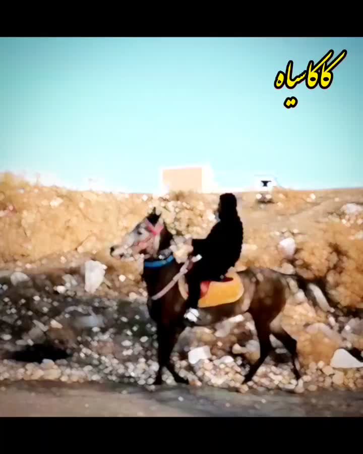 فوری|اسب و تجهیزات اسب‌سواری|شبستر, |دیوار