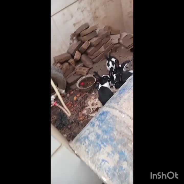 خرگوش|موش و خرگوش|تربتحیدریه, دیزقند|دیوار