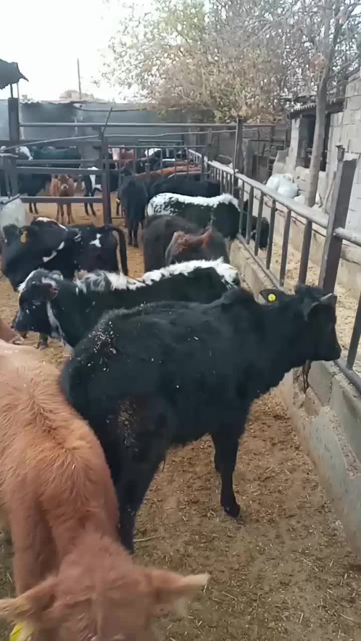 گوساله گیل وگیلدورگ واکسن تب برفکی خورده ۴۳ملیون|حیوانات مزرعه|پیشوا, |دیوار