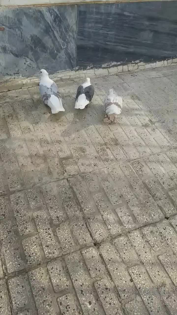 ۳ تا پرنده|پرنده|بروجرد, |دیوار