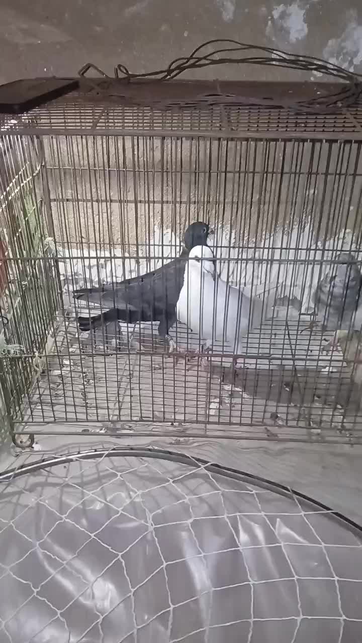 خارجی خوب|پرنده|برازجان, |دیوار