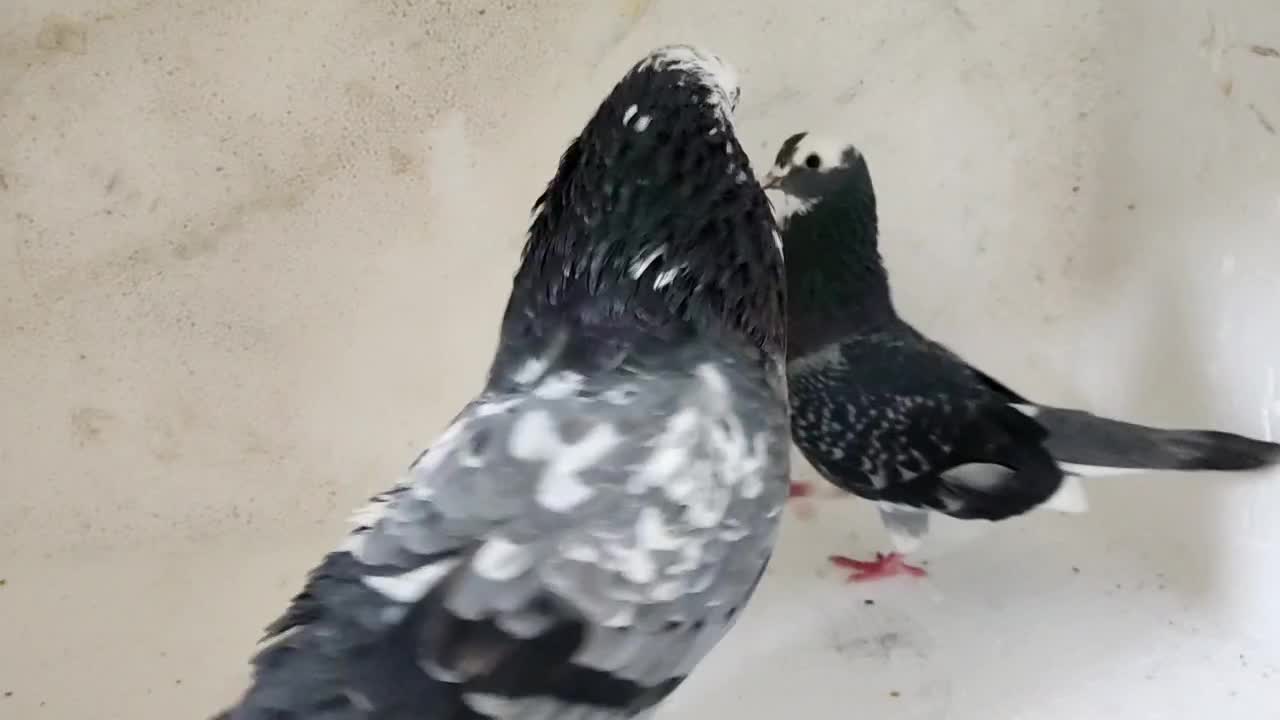 کبوتر|پرنده|رشت, انصاری|دیوار