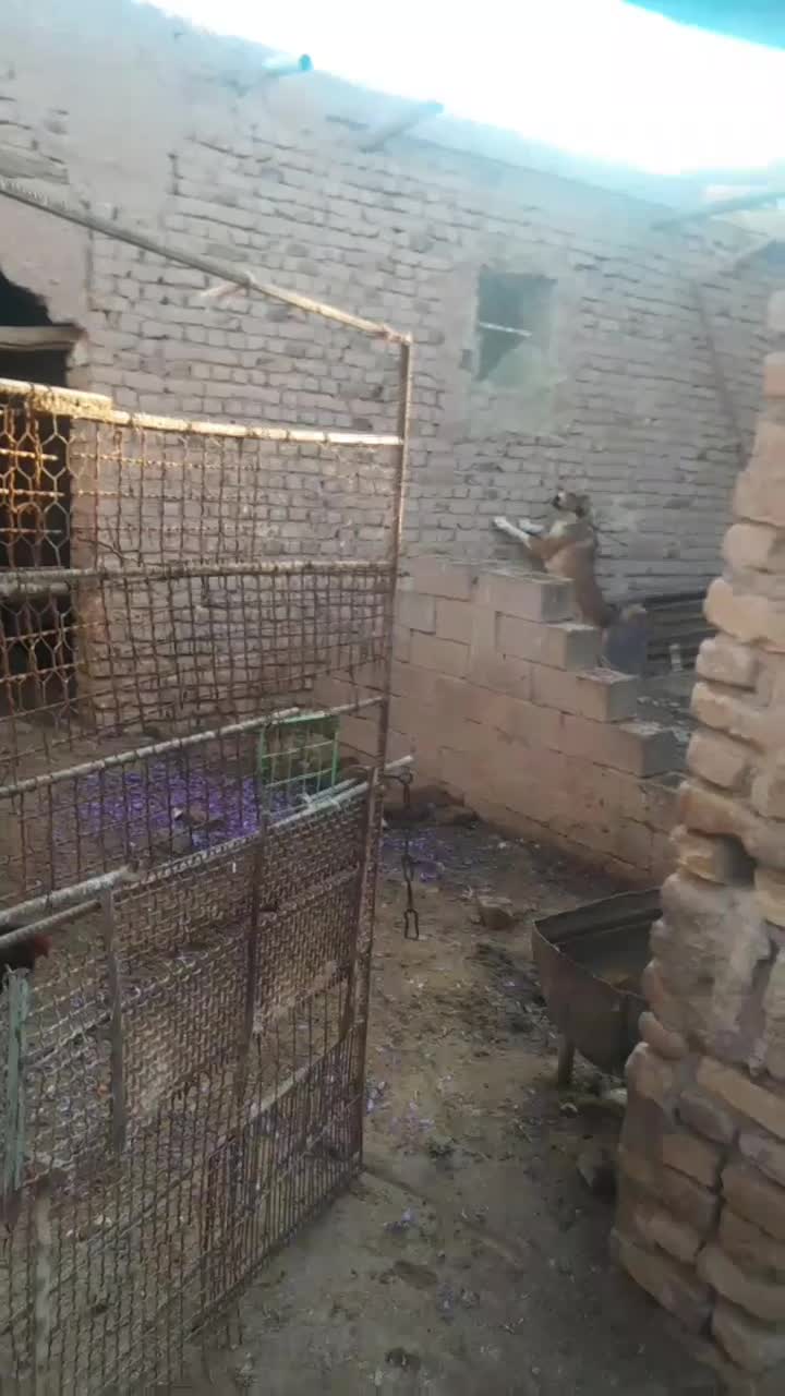 واگذاریسگآیندهدار|سگ|تربت جام, میان جام|دیوار