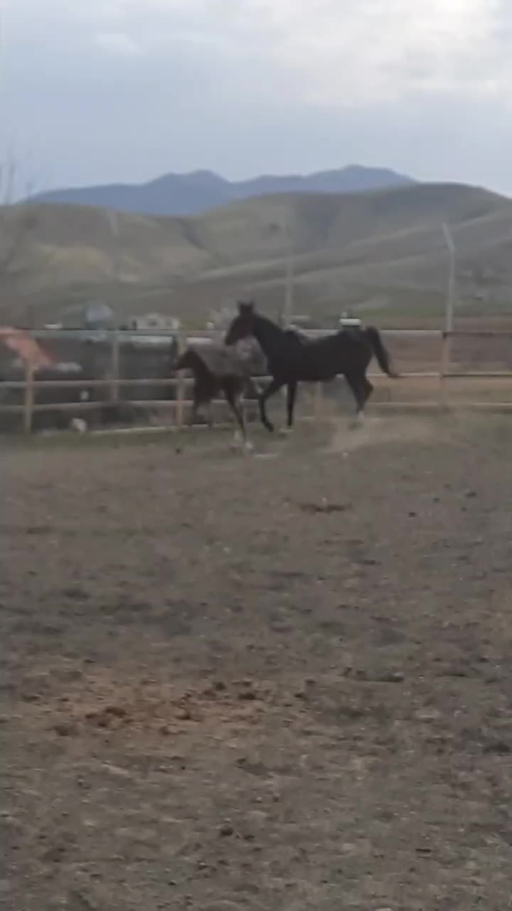 مادیون|اسب و تجهیزات اسب‌سواری|سنقر, |دیوار