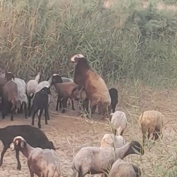 فروش قوچ ترکمنی کاربلد ۳ساله|حیوانات مزرعه|بهشهر, |دیوار