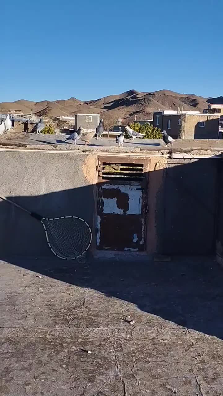 13کفتر بوم|پرنده|سبزوار, کراب|دیوار