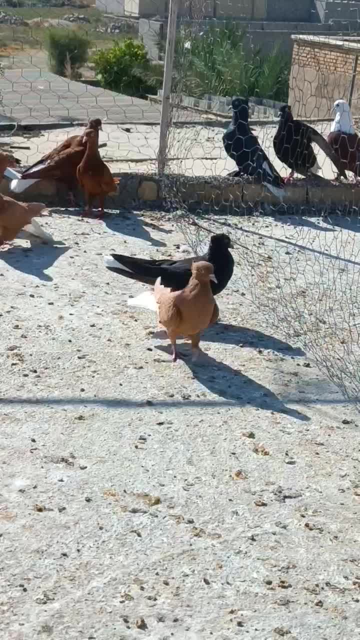 12عدد دمبی درجه یک همه باهم|پرنده|بهبهان, |دیوار