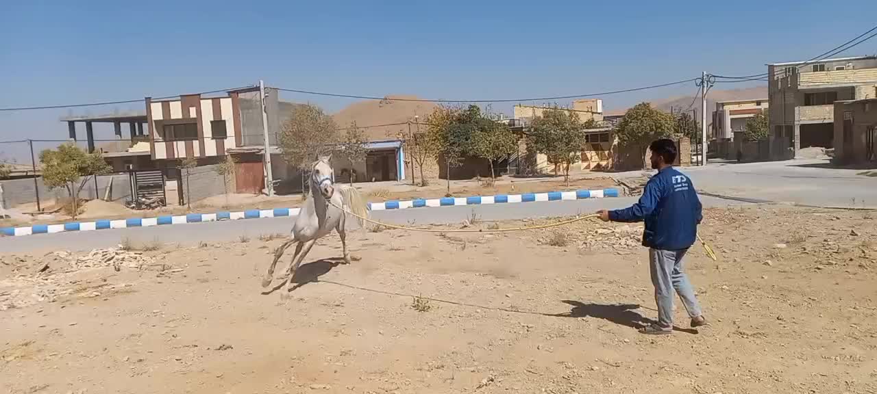 فروش کره مادیان|اسب و تجهیزات اسبسواری|بن, |دیوار