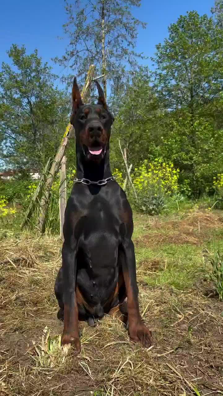 توله دوبرمن اروپایی نر و ماده (فی۱۵م)|سگ|تهران, جنت‌آباد مرکزی|دیوار