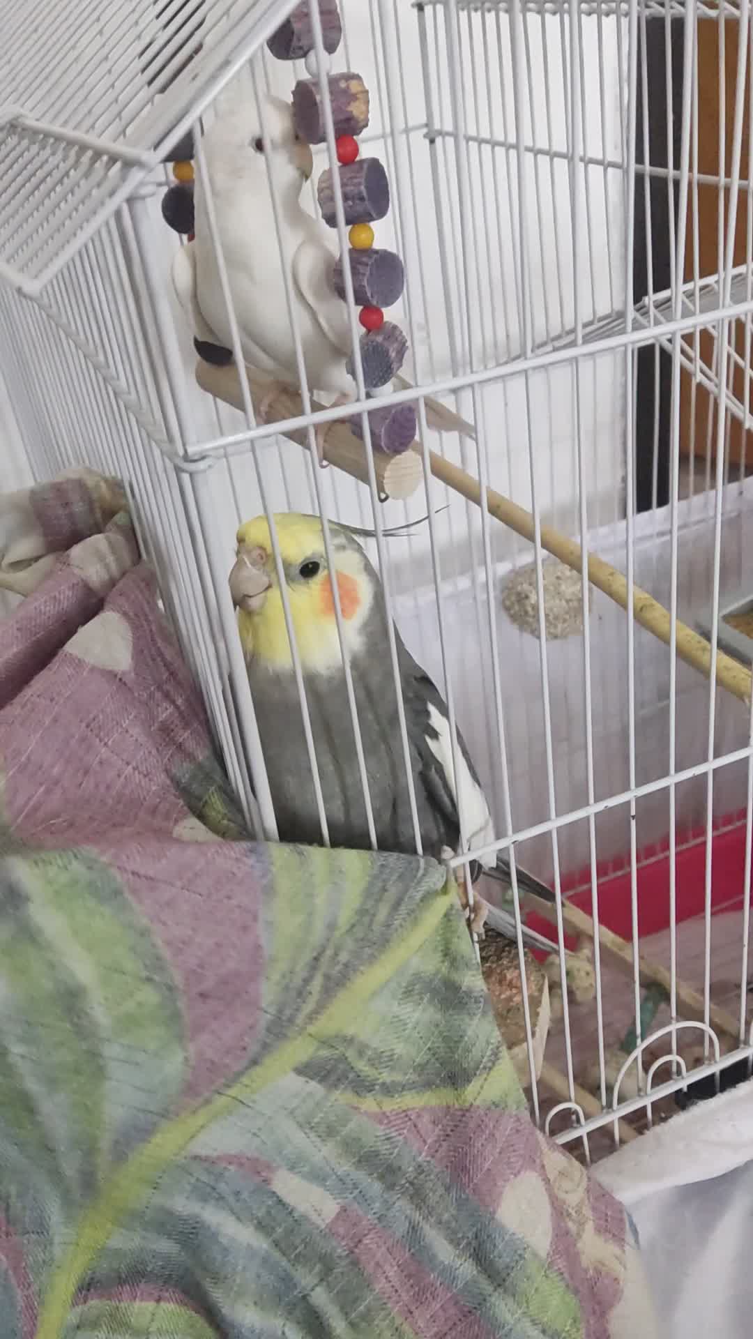 عروس هلندی جفت ماده البینو|پرنده|کردکوی, |دیوار