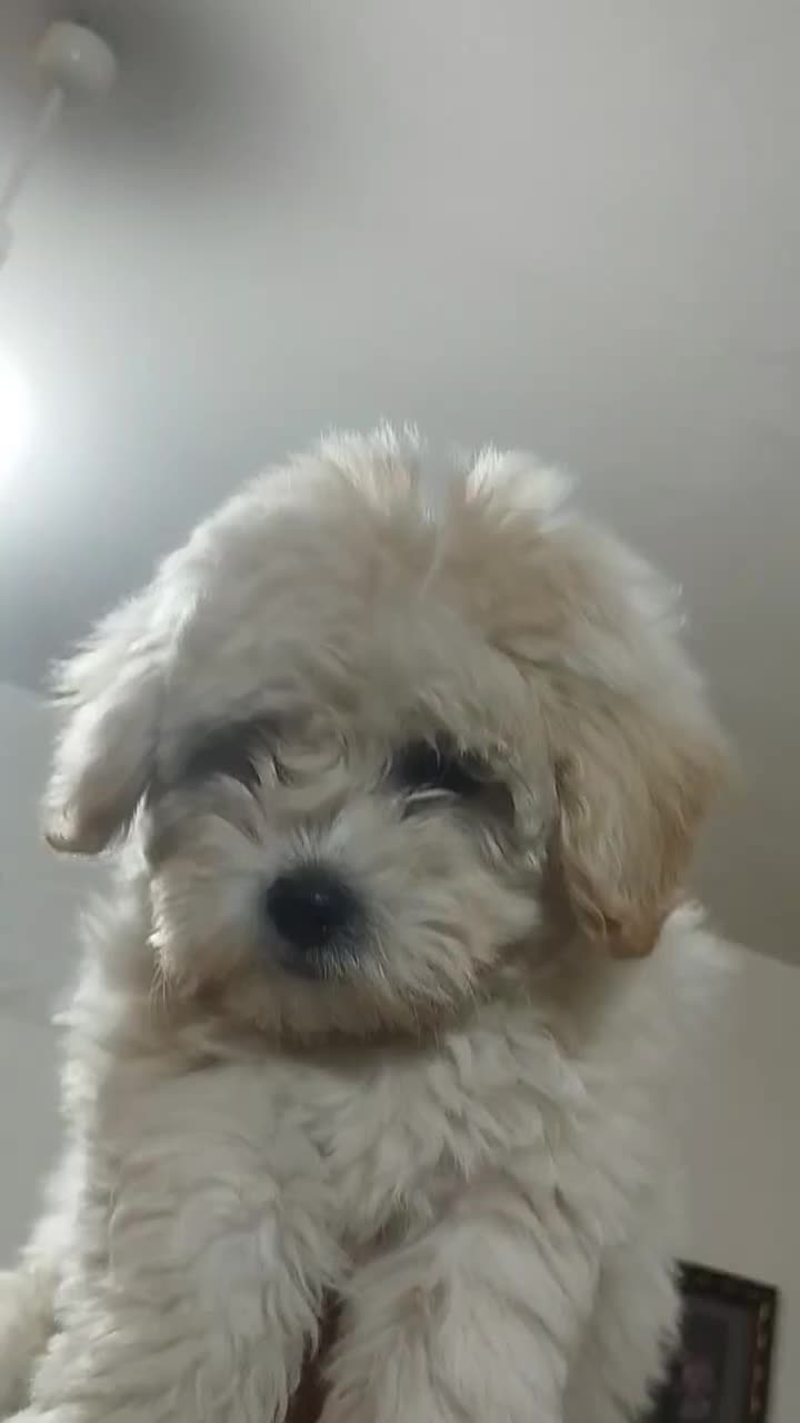 سگ نژاد پودل|سگ|خرمآباد, |دیوار