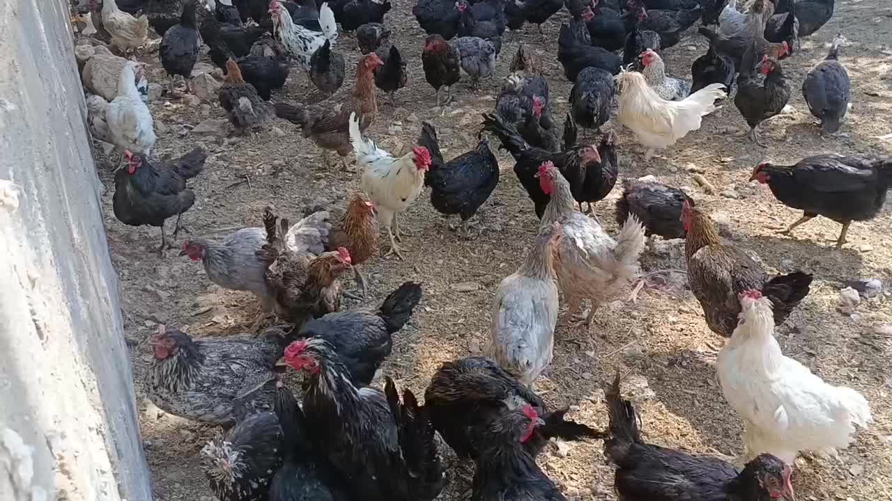 سلام تعدادی مرغ محلی بالغ نه ماهه تخم گذار فروشی|حیوانات مزرعه|شیراز, حومه شیراز|دیوار