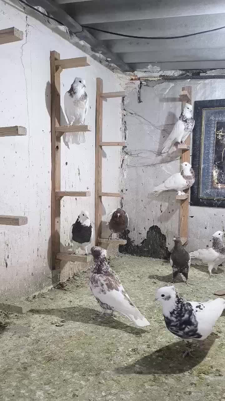 کفتر طوقی سینه شهری|پرنده|صدرا-فارس, فاز ۲|دیوار