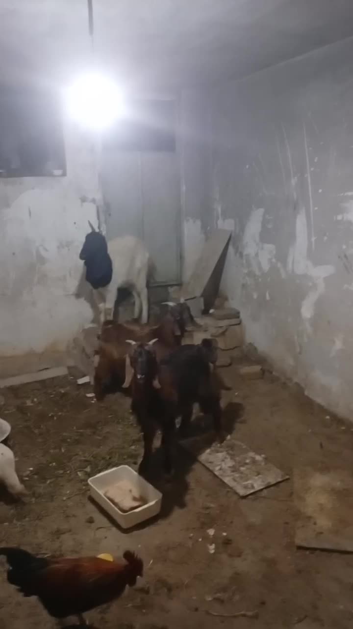 سه عدد بزیکی نر دوتا ماده|حیوانات مزرعه|همدان, |دیوار