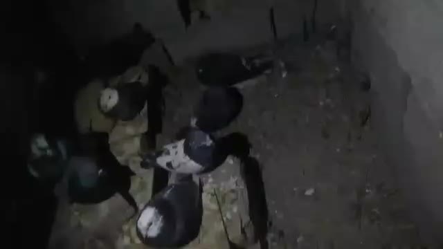 کبوتر|پرنده|بمپور, |دیوار