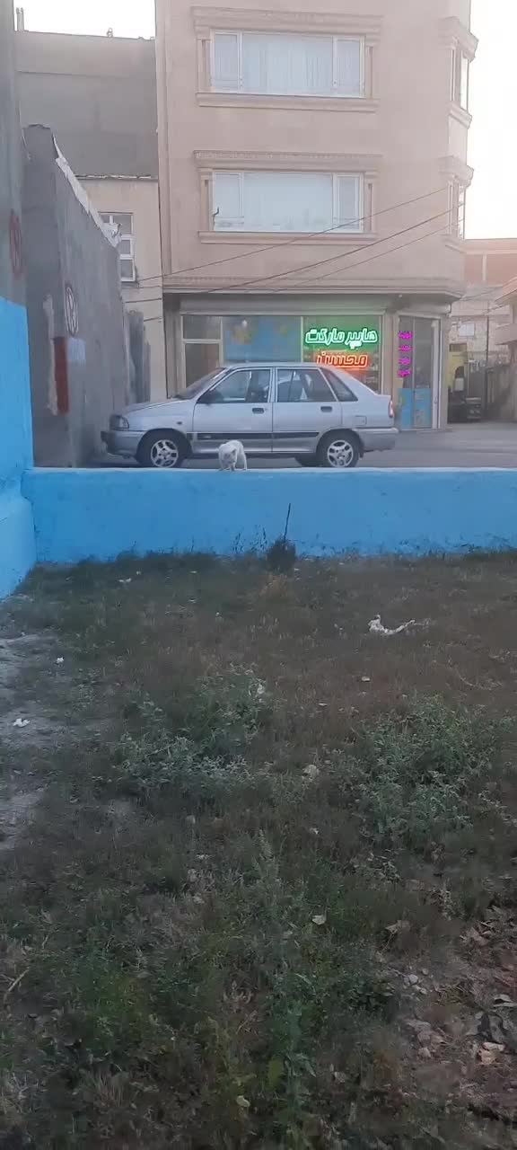 سگ پاکوتاه فیندو نر ۵ ماهه ۱.۴۵۰|سگ|اردبیل, |دیوار