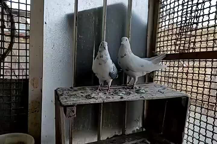 کبوتر پرشی|پرنده|اصفهان, منتظرالمهدی|دیوار