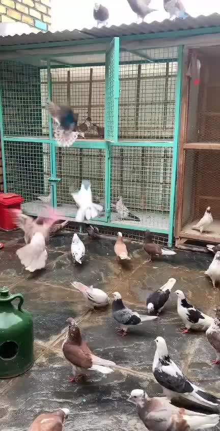 جفت های . ساعت بالا . گرو دولاب . عتیقه|پرنده|تهران, نیروی هوایی (پیروزی)|دیوار