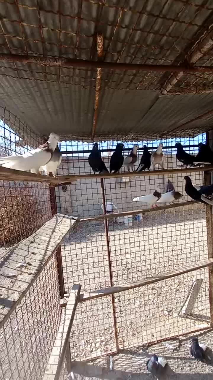 کفتر|پرنده|اردبیل, |دیوار