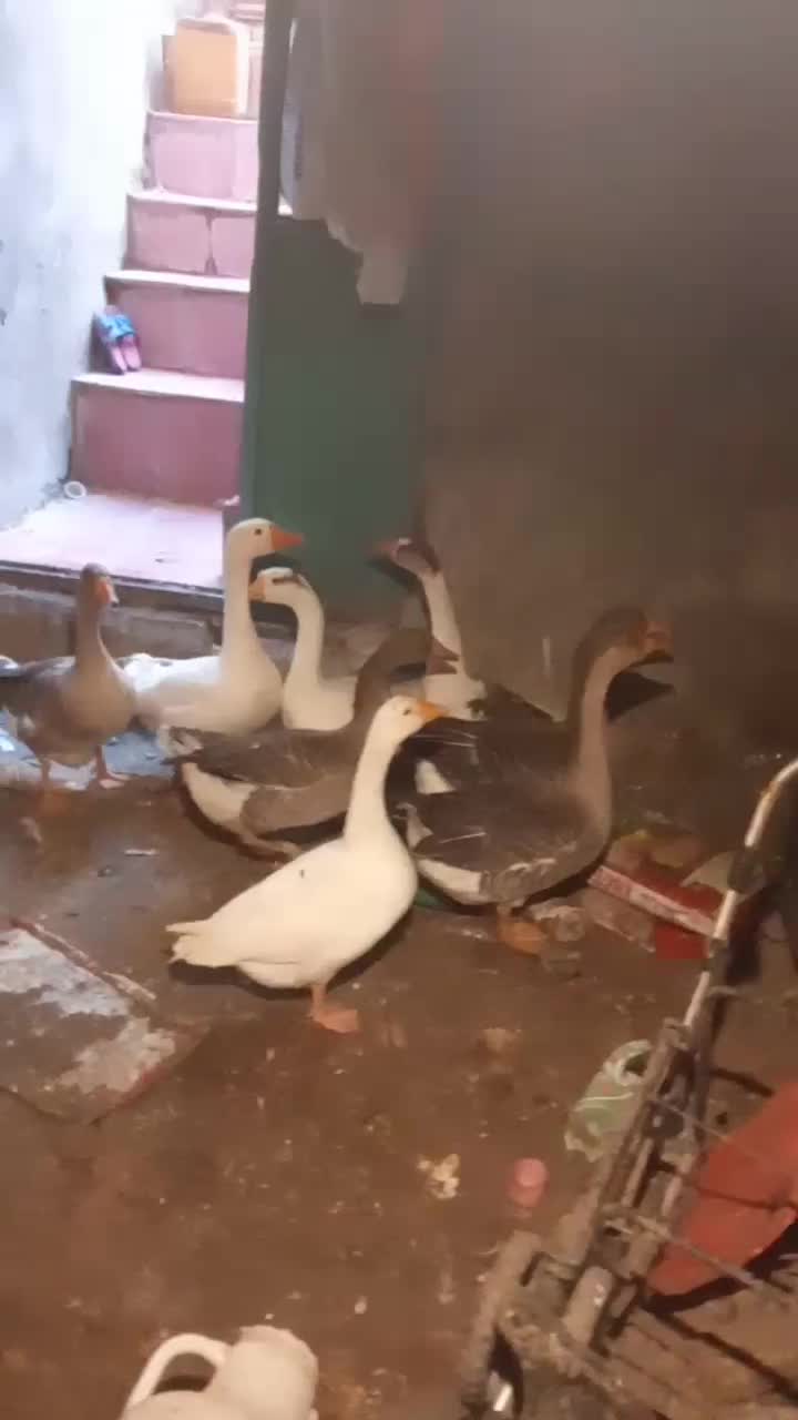 غازای طبیعی وکرچ شو|حیوانات مزرعه|مشگین شهر, |دیوار