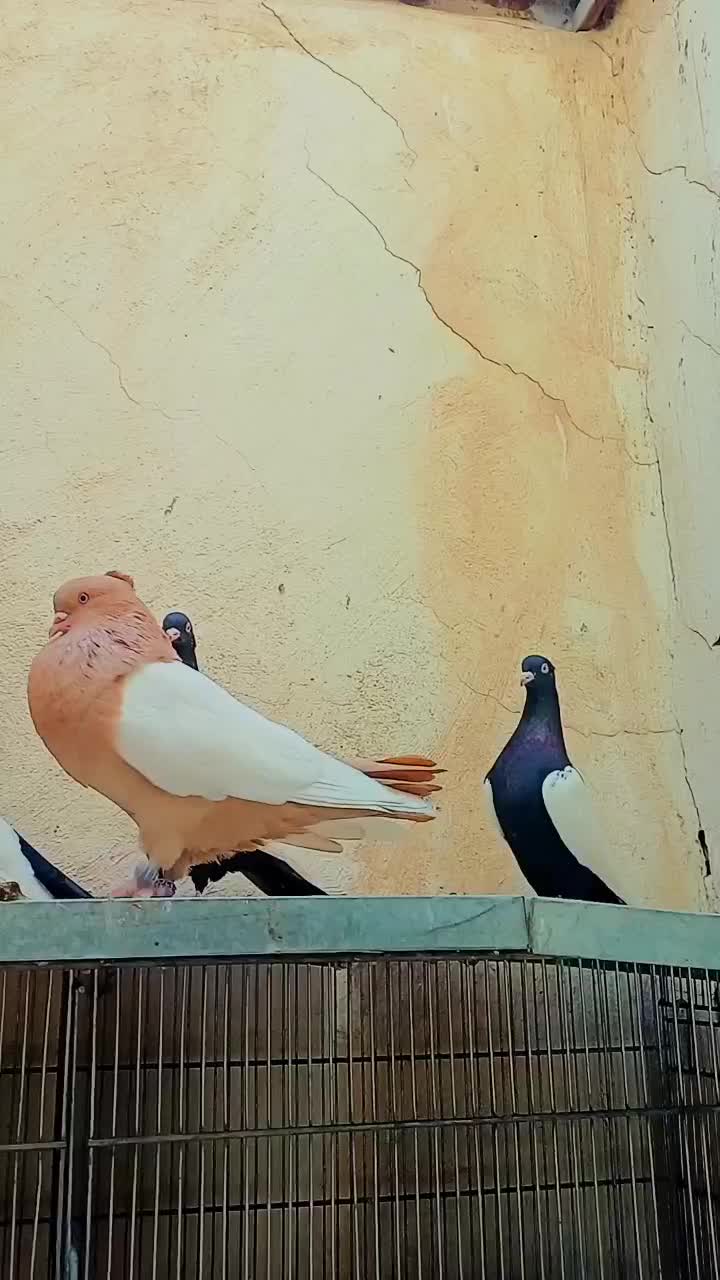 کبوتر سینه ای زرد سینه سیاه سینه سرخ دمبی|پرنده|قم, امامزاده ابراهیم|دیوار