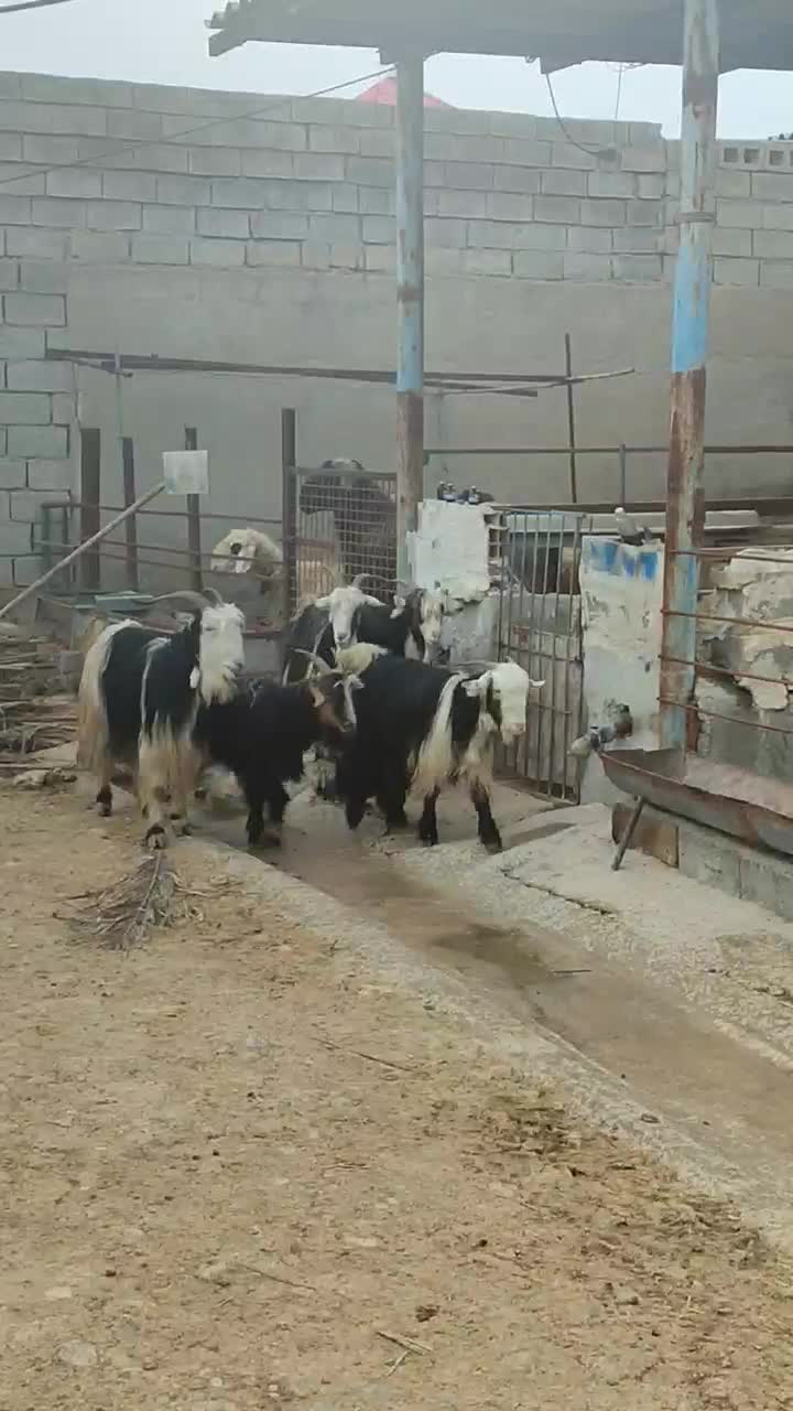 بز لری|حیوانات مزرعه|بهبهان, |دیوار