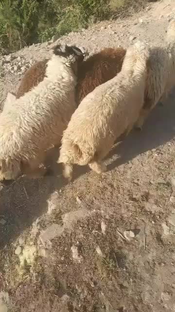 بره نر چاق گوسفند گاو بز گوساله میش قوچ|حیوانات مزرعه|اهواز, منازل کارون|دیوار