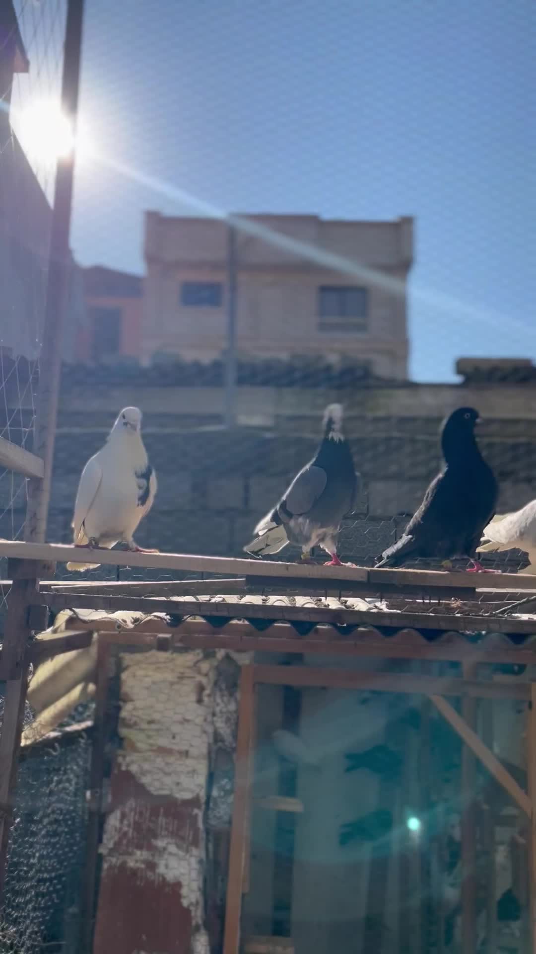 کبوتر پرشی گرما دیده حیون باز باشی میفهمی چین اینا|پرنده|بابل, |دیوار