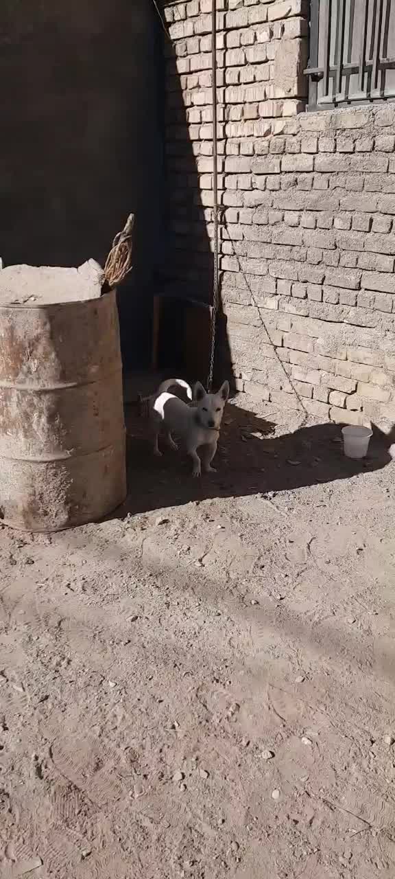 واگذاری سگ نگهبان|سگ|تربت‌حیدریه, حاجی یار‎|دیوار