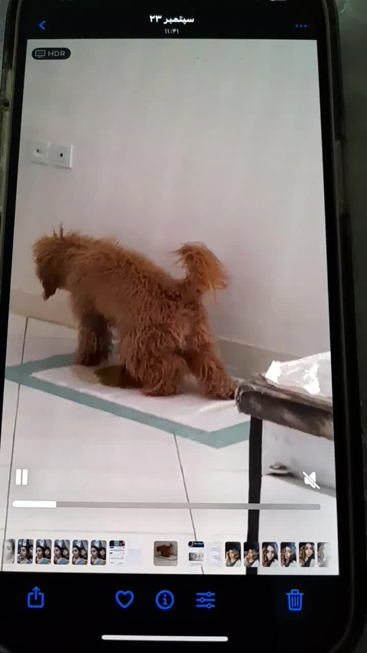 سگ پودل|سگ|تهران, هلال احمر|دیوار