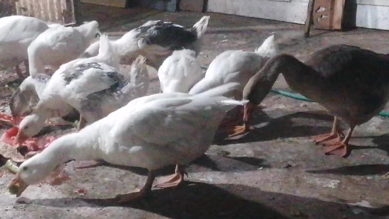 غاز|حیوانات مزرعه|اصفهان, سروستان|دیوار