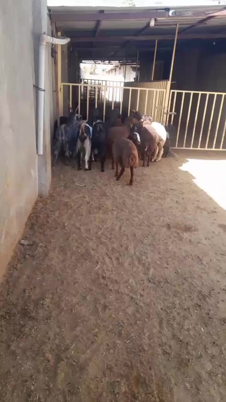 7 راس بز جوان و 7 راس بره|حیوانات مزرعه|دورود, |دیوار