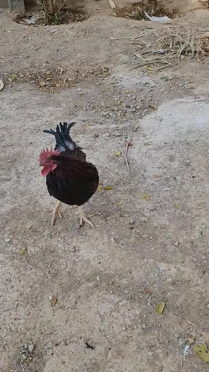 خروس جوان|حیوانات مزرعه|ارسنجان, |دیوار