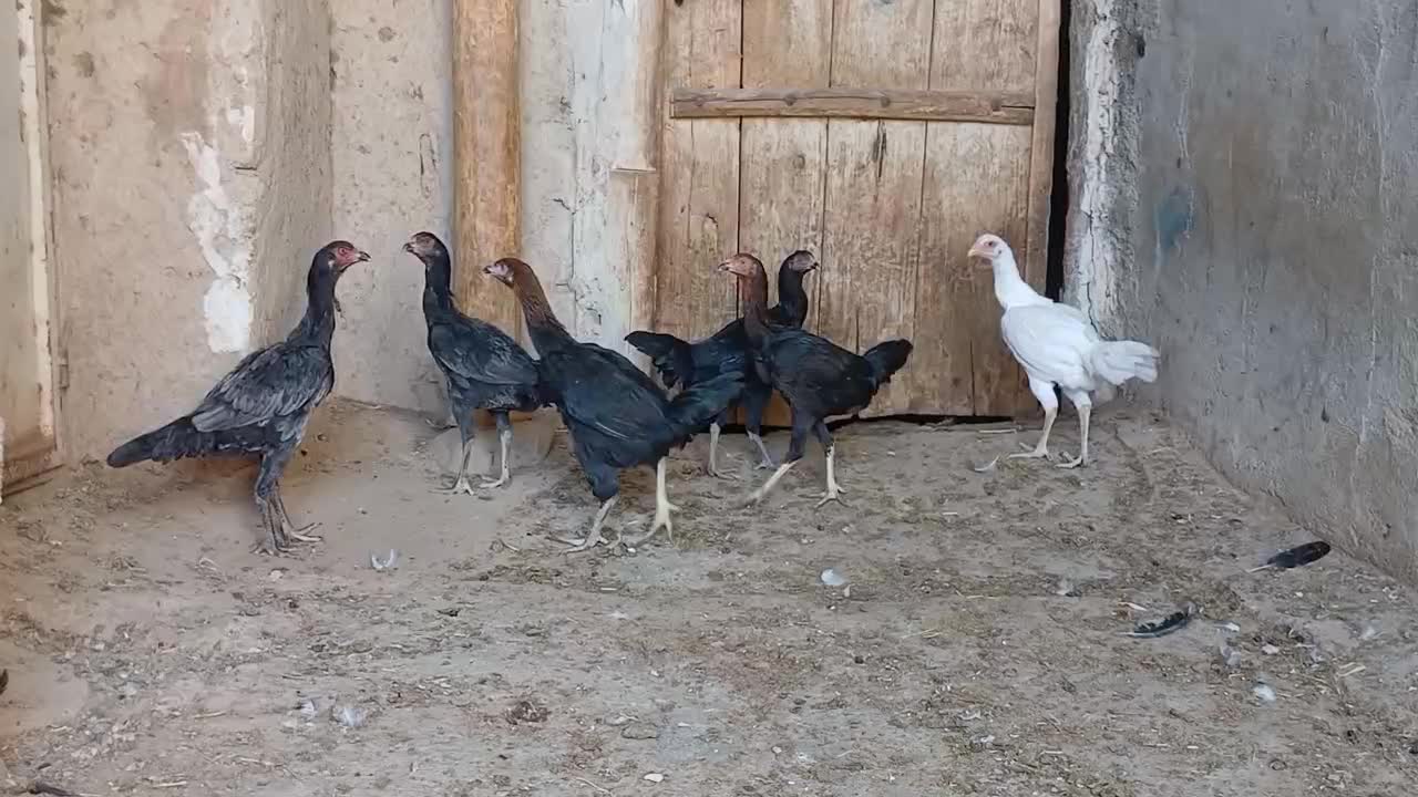 جوجه لاری|حیوانات مزرعه|بستان آباد, |دیوار