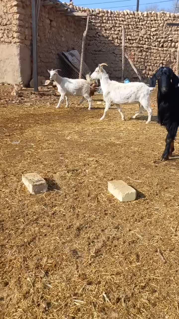 بز سانن|حیوانات مزرعه|شراء, |دیوار