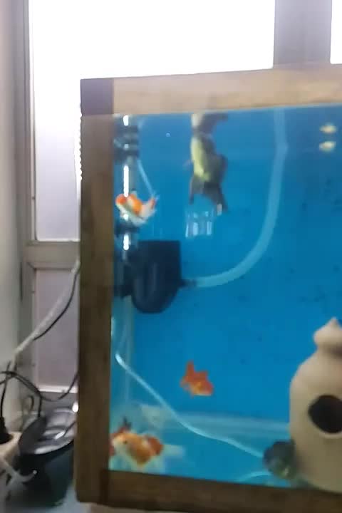 ماهی|ماهی|مرند, |دیوار