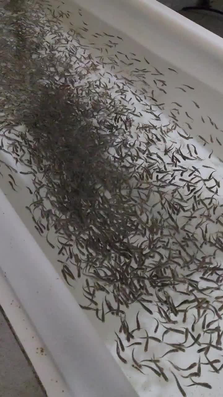 فروش بچه ماهی آکوالند یک گرمی|عمدهفروشی|بلده, |دیوار