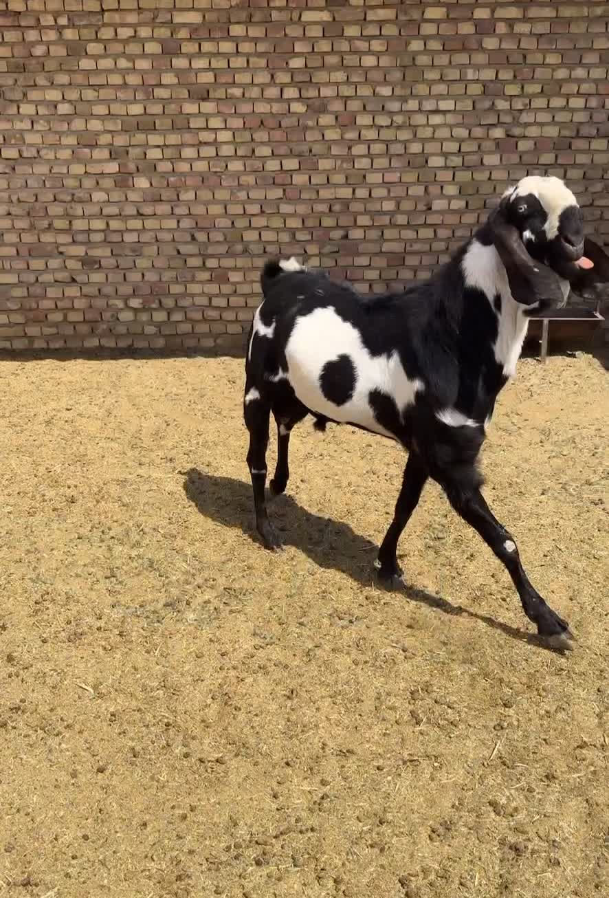 بز نر پاکستانی پنجابی خالص|حیوانات مزرعه|پیشوا, |دیوار