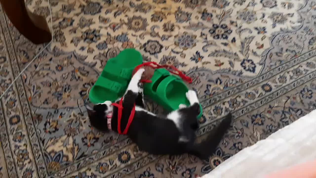 بچه گربه تاکسیدو نژاد DSH حدودا سه ماهه|گربه|اصفهان, سعادتآباد|دیوار