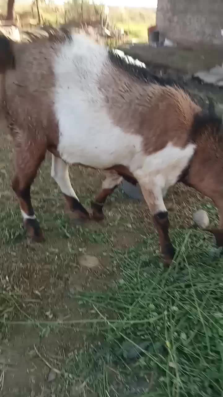 چپشت پاکستانی|حیوانات مزرعه|جیرفت, |دیوار