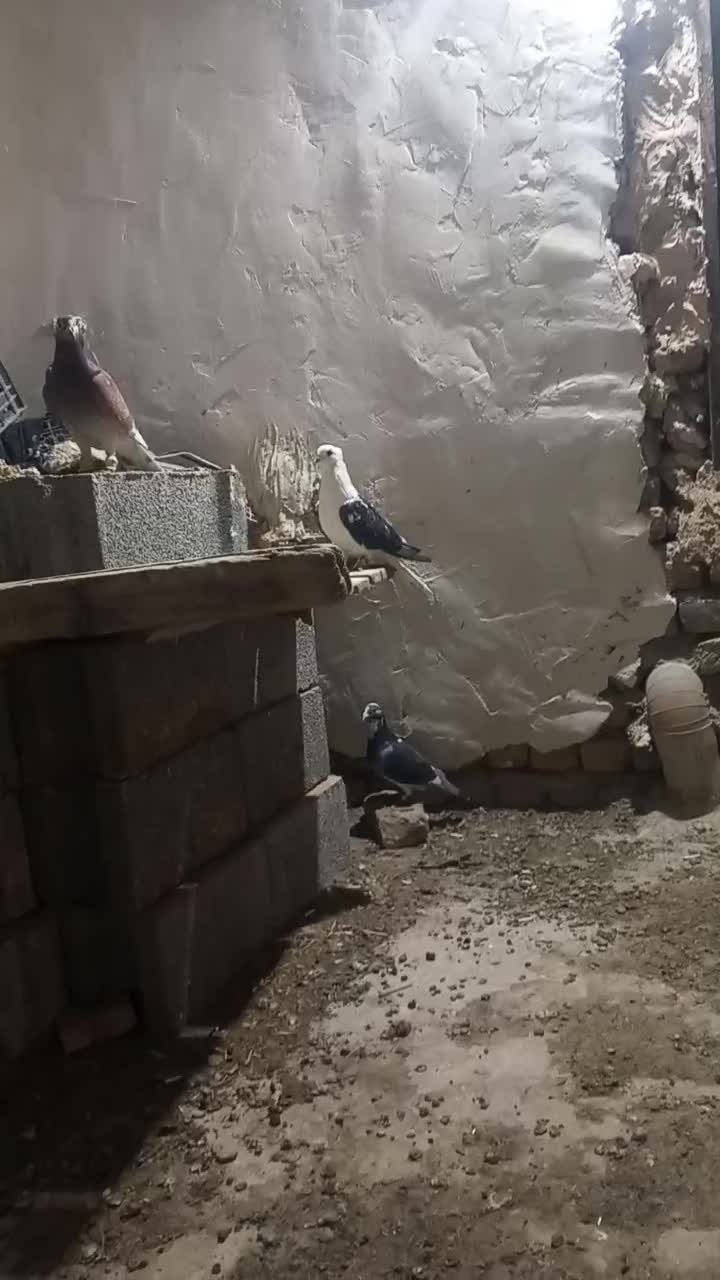 نر سوسکی دم سفید کاکلی عتیقه|پرنده|زاوه, |دیوار