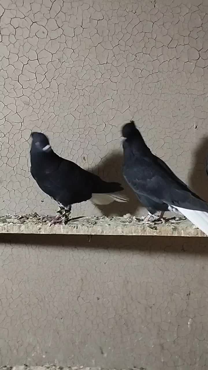 شش عدد اشعل|پرنده|آبادان, |دیوار